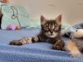 Домашняя кошка - Фото: 3