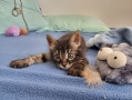 Домашняя кошка - Фото: 4